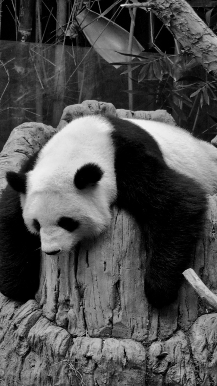 Обои гигантская панда, зоопарк, медведь, черно-белая фотография, природа в разрешении 720x1280