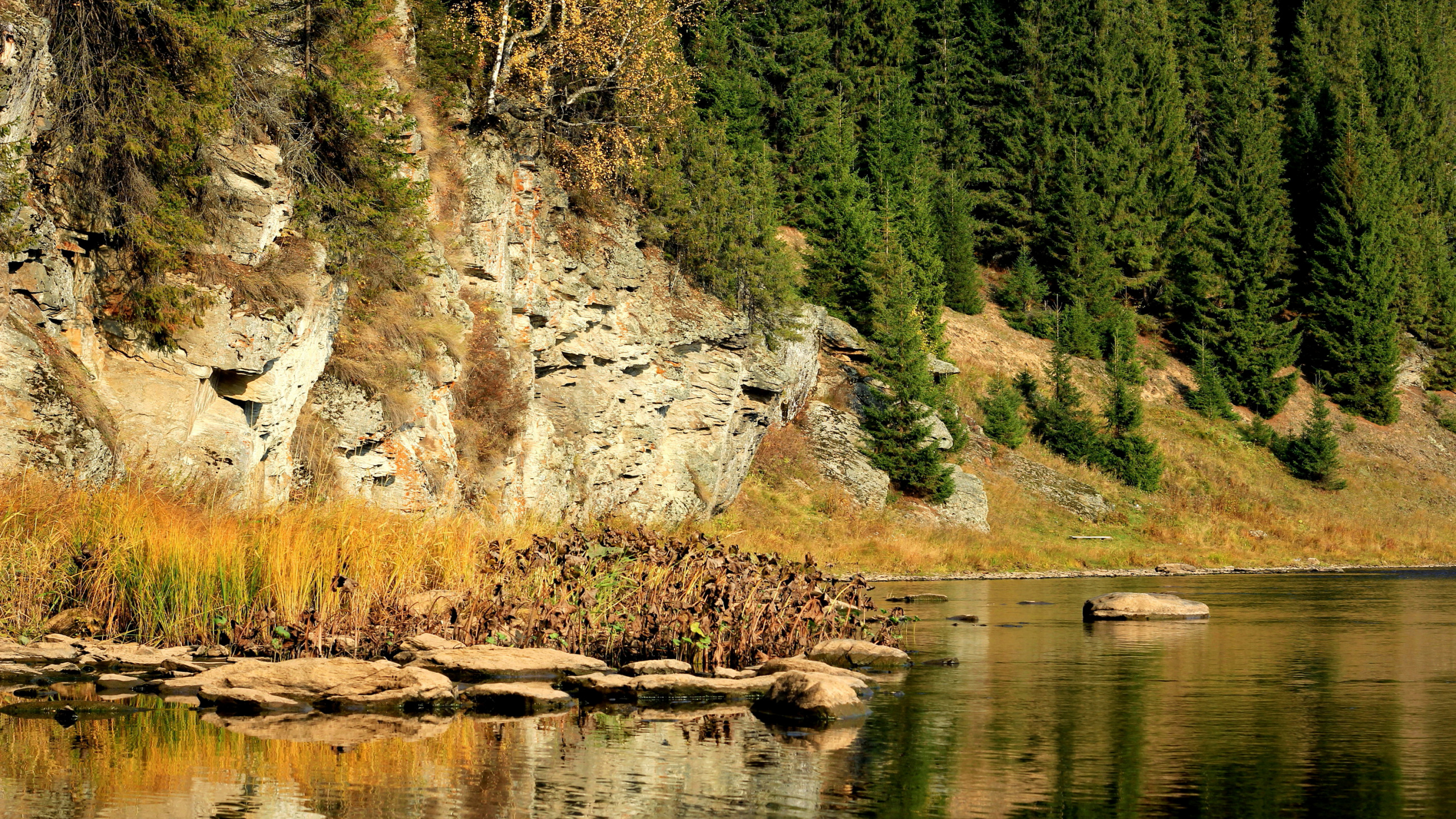 Обои природа, реки, дерево, вода, отражение в разрешении 2560x1440