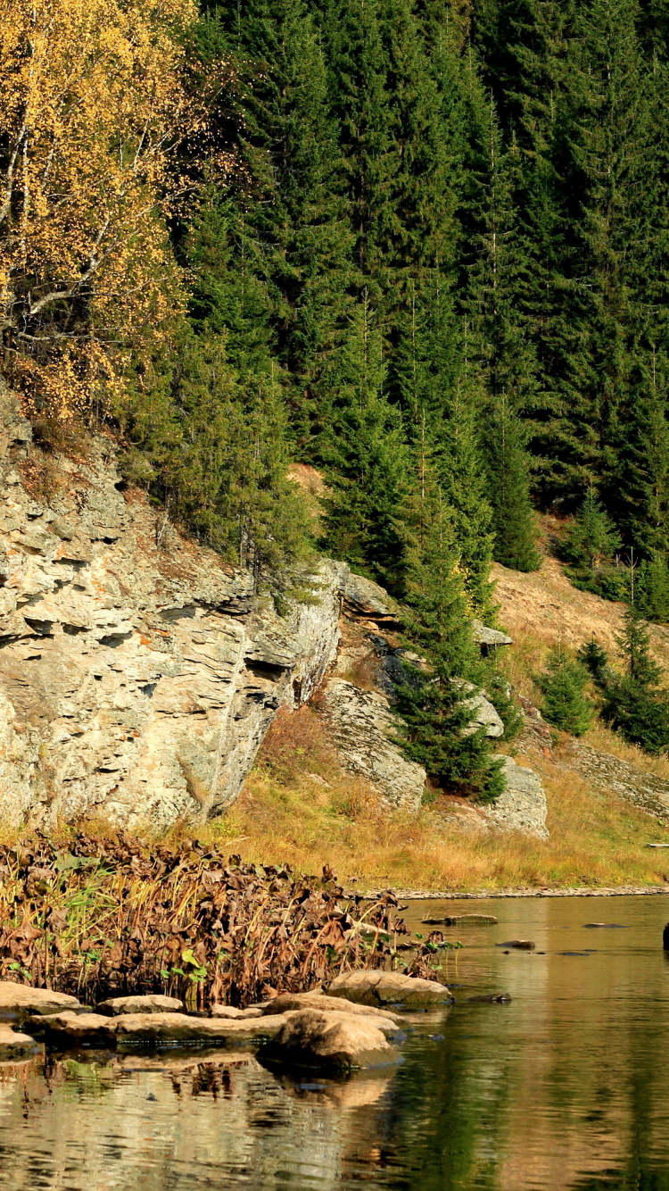 Обои природа, реки, дерево, вода, отражение в разрешении 750x1334