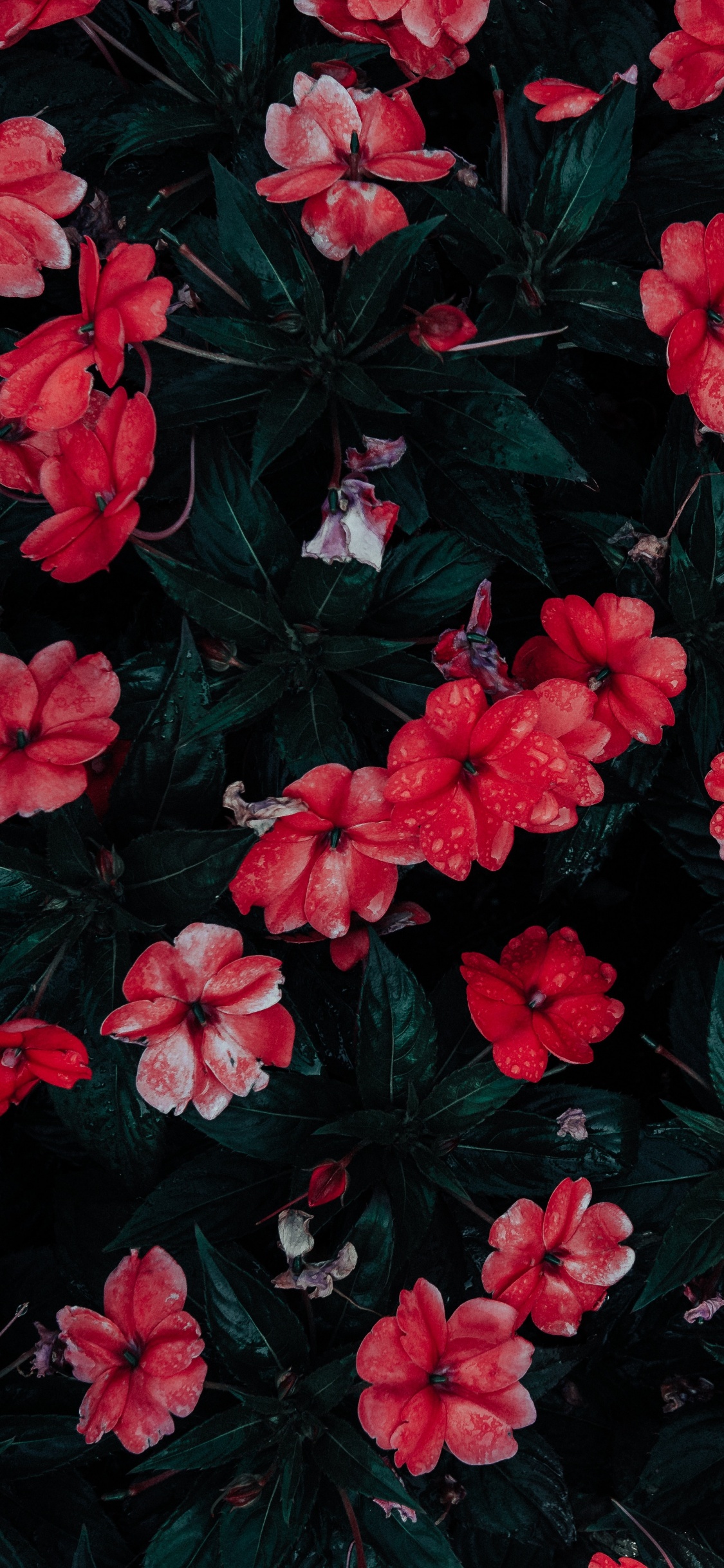 Обои цветковое растение, цветок, лепесток, красный цвет, розовый в разрешении 1125x2436