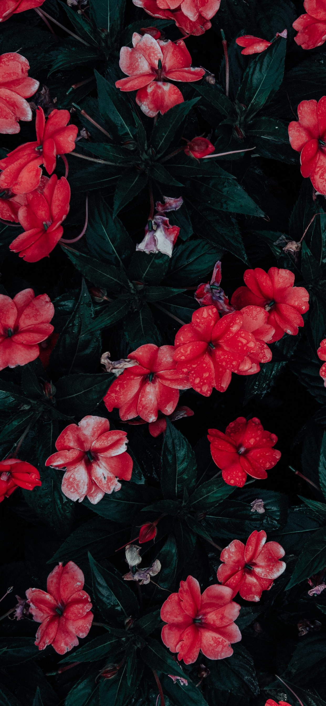 Обои цветковое растение, цветок, лепесток, красный цвет, розовый в разрешении 1242x2688