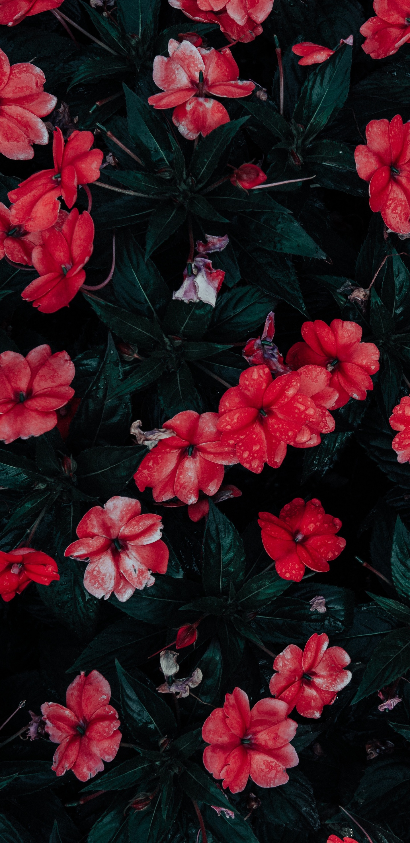 Обои цветковое растение, цветок, лепесток, красный цвет, розовый в разрешении 1440x2960