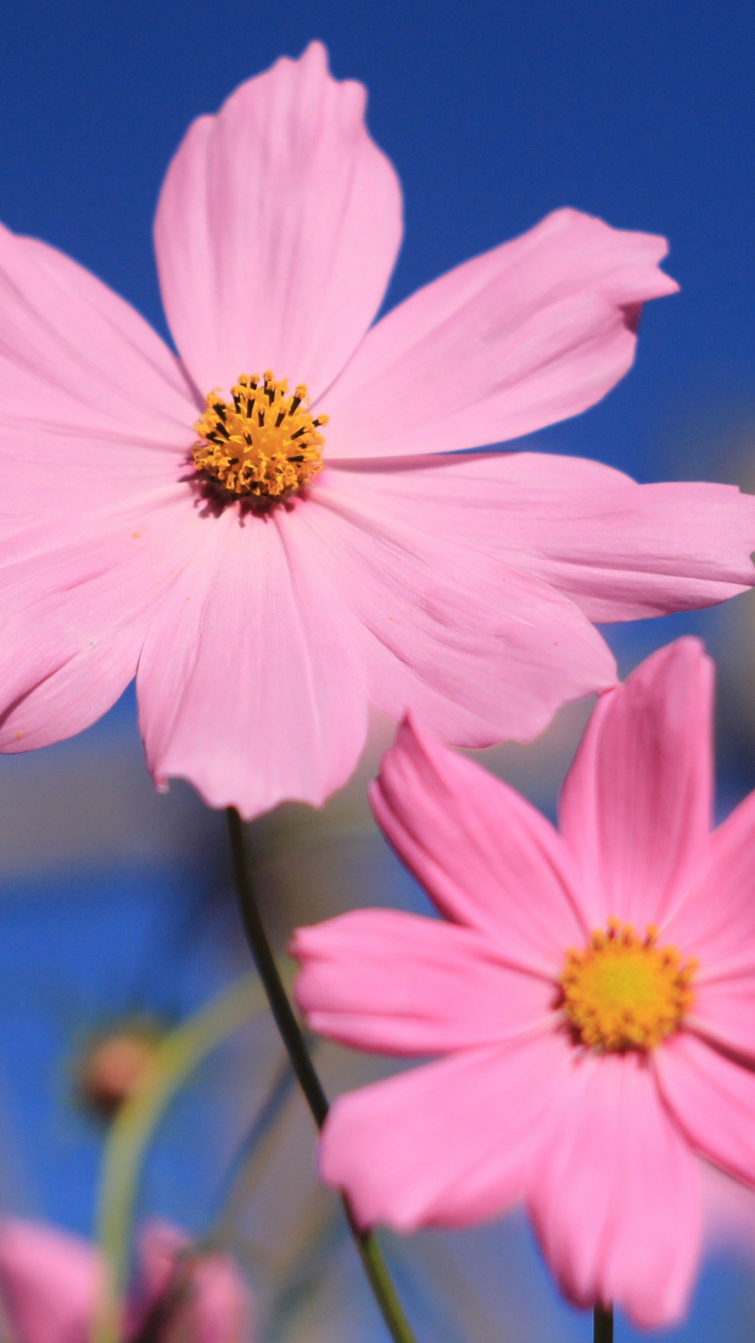 Обои цветок, цветковое растение, лепесток, растение, розовый в разрешении 1080x1920