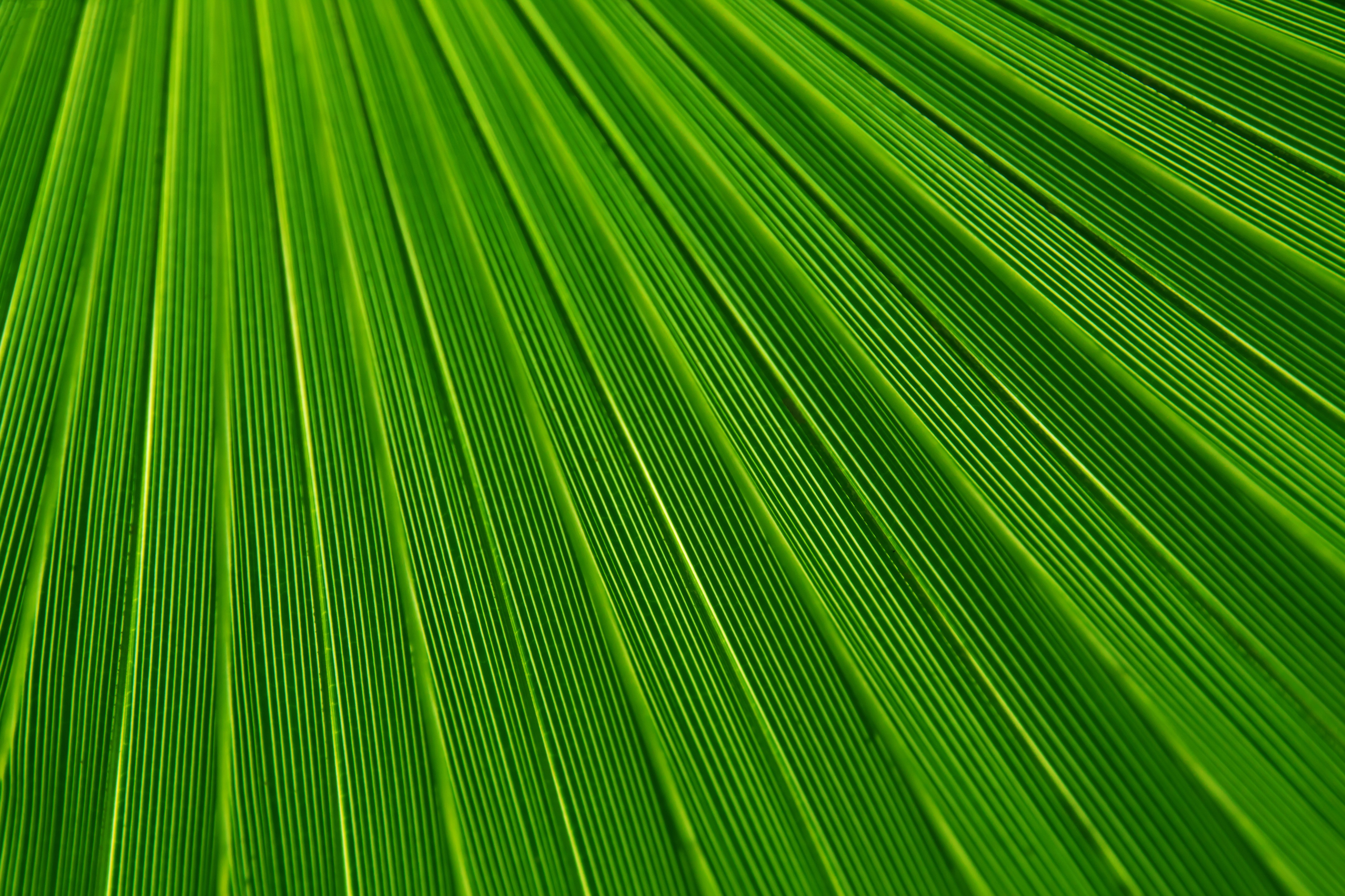 Фото Пальмовых Листьев