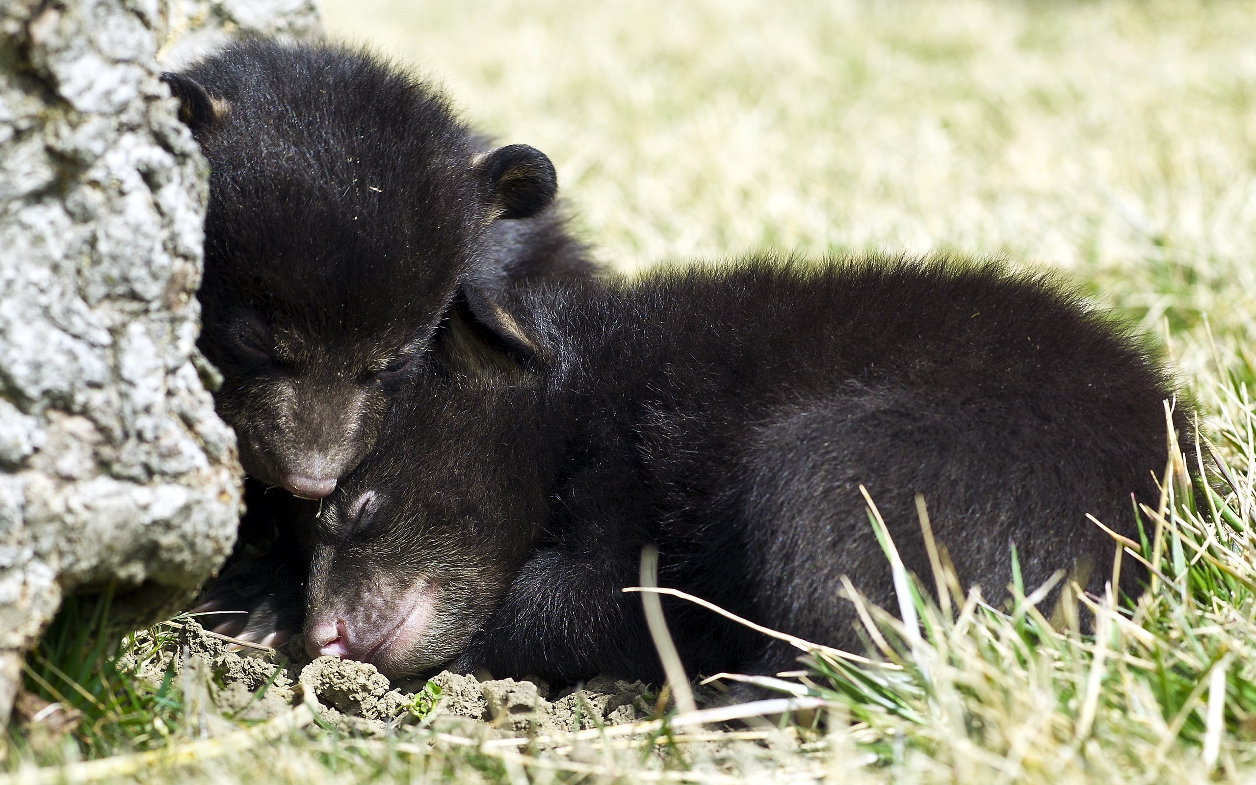 Bear bear коляски. Детеныши животных. Медвежата. Новорожденный бурый Медвежонок. Новорожденные медвежата.