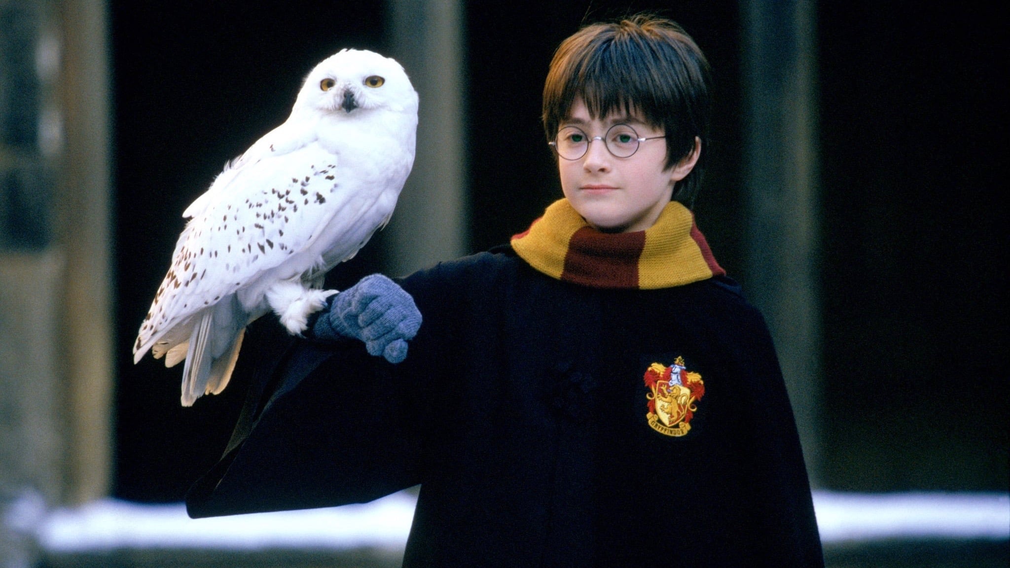 Oboi Garri Potter Sova Ptica Hishnaya Ptica Klyuv Kartinki Na Rabochij Stol I Foto Besplatno