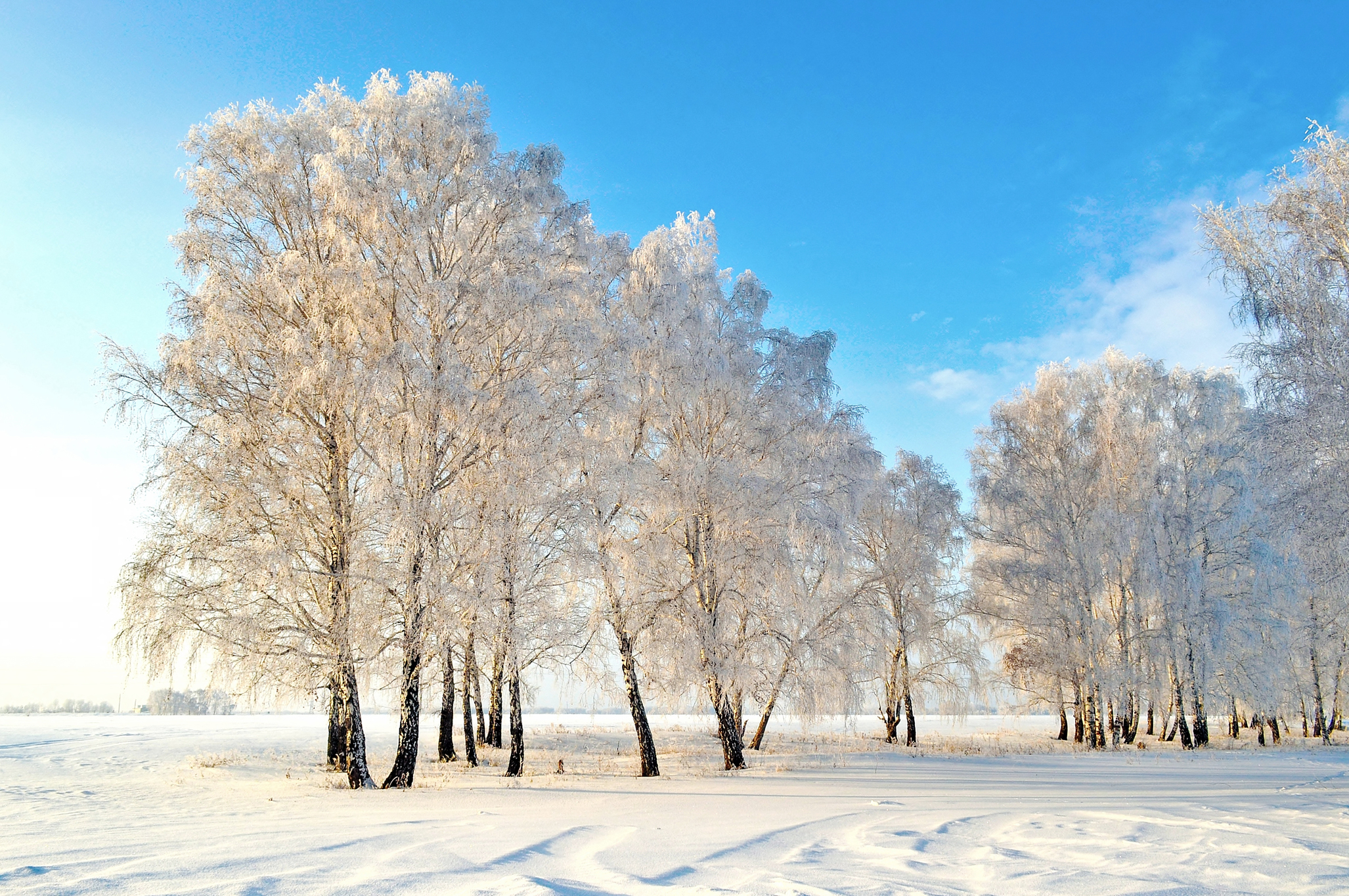 Зима красивые деревья. Деревья в снегу. Зимний пейзаж. Зимнее дерево. Зимняя природа.