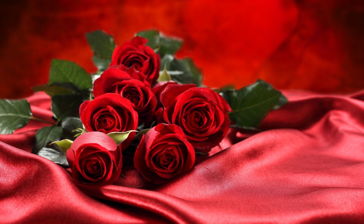 Обои Роза, цветочный букет, сад роз, красный цвет, семья Роуз в разрешении 5000x3081