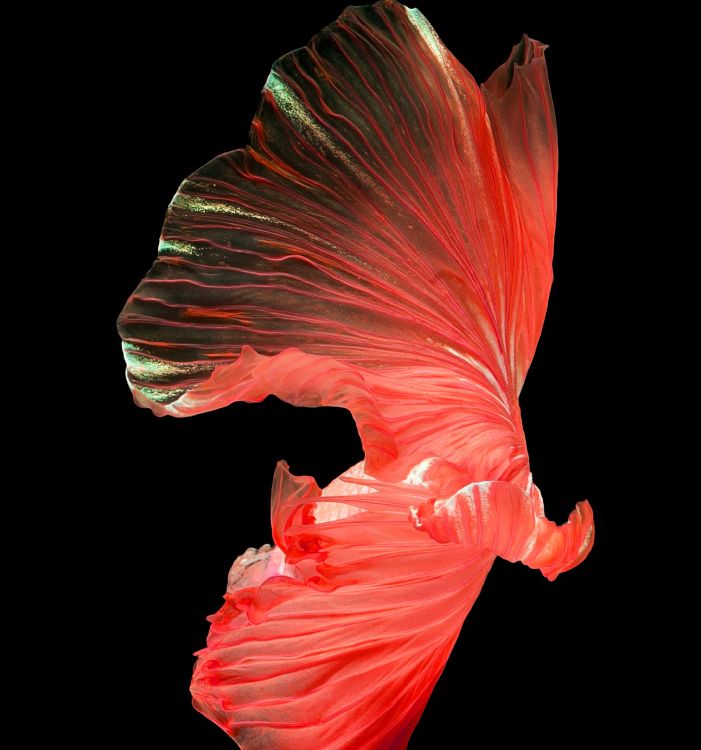 Обои Huawei, Huawei Nova, Huawei Nova 4, смартфон, huawei nova 4e в разрешении 2160x2310