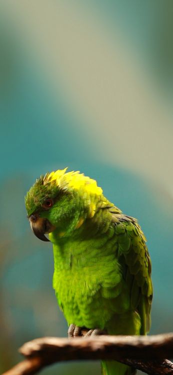 Обои волнистый попугайчик, Правда попугай, Ара, длиннохвостый попугай, попугай в разрешении 1420x3073