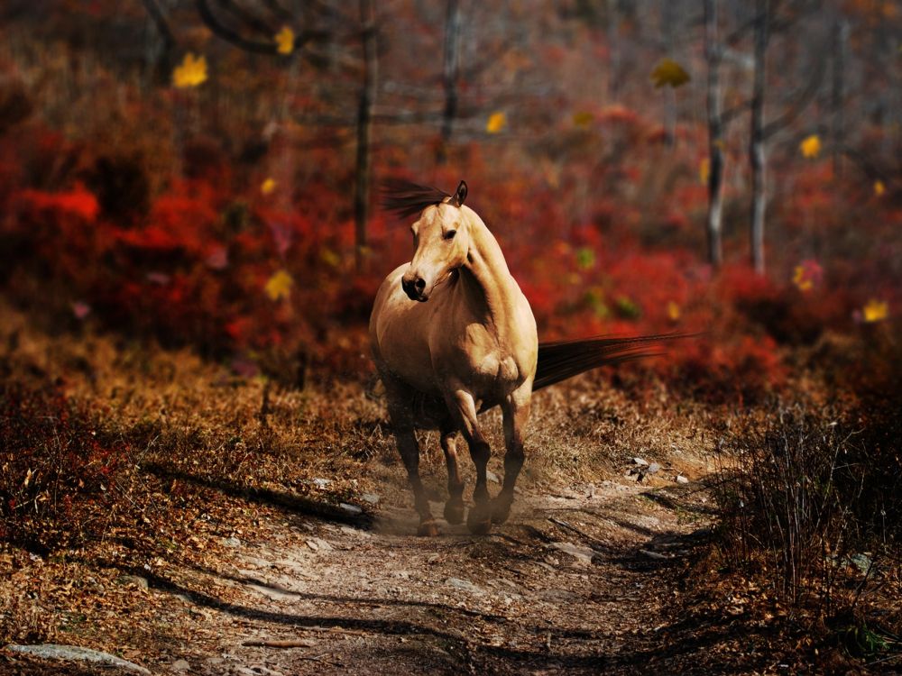 Обои живая природа, Мустанг лошадь, осень, дерево, Арабская лошадь в разрешении 2048x1536