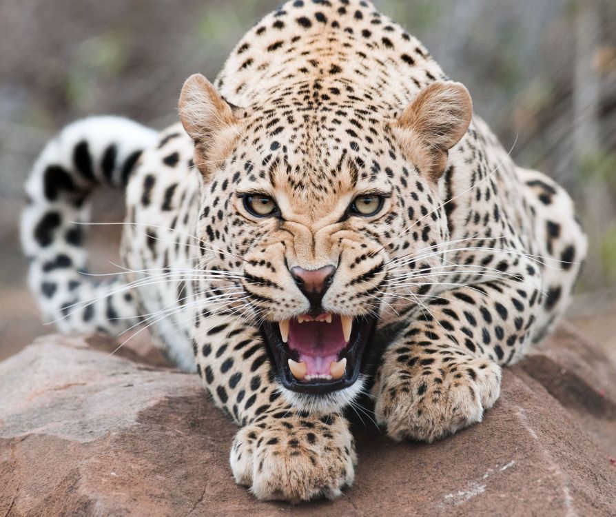 Обои Леопард, Гепард, Ягуар, снежный Барс, кошачьих в разрешении 2547x2135