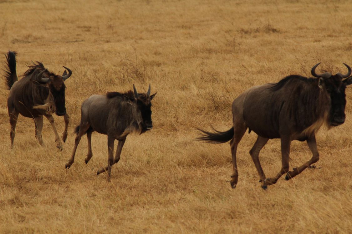Обои живая природа, антилопа гну, рог, миграция животных, Саванна в разрешении 2000x1333