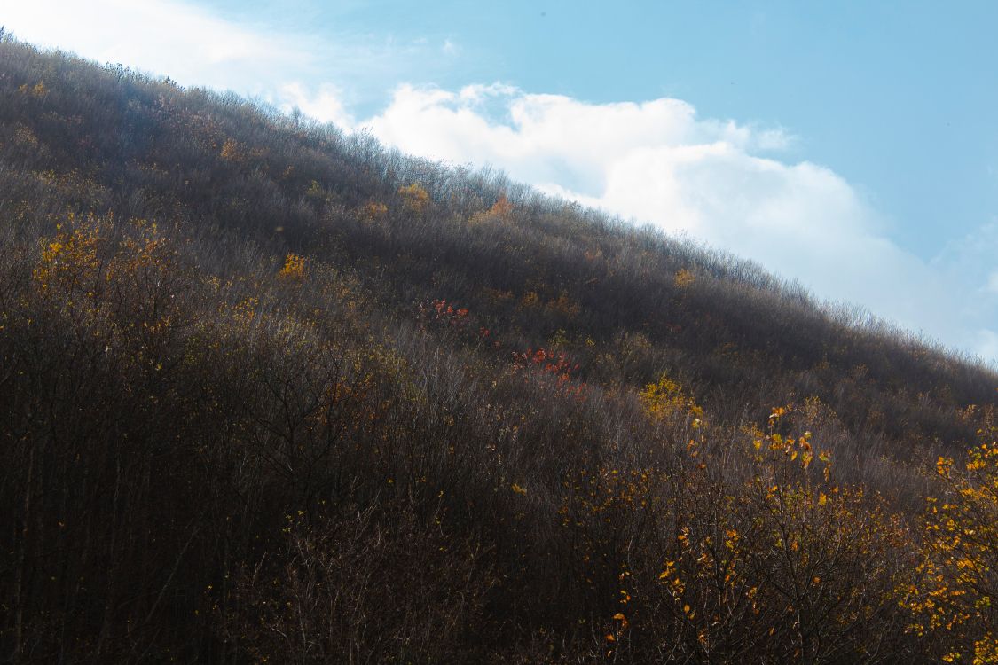 Обои лист, утро, солнечный свет, дерево, холм в разрешении 5184x3456