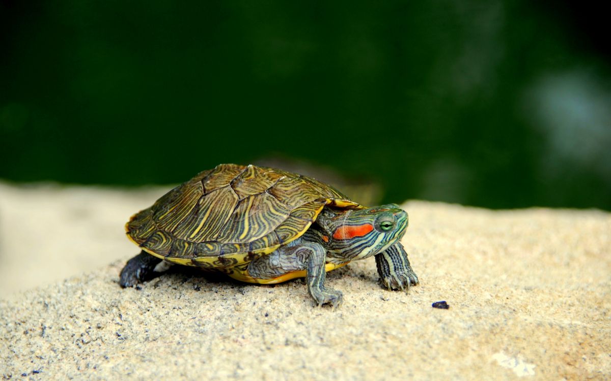 Обои черепаха, пресмыкающееся, морская черепаха, наземные животные в разрешении 2880x1800