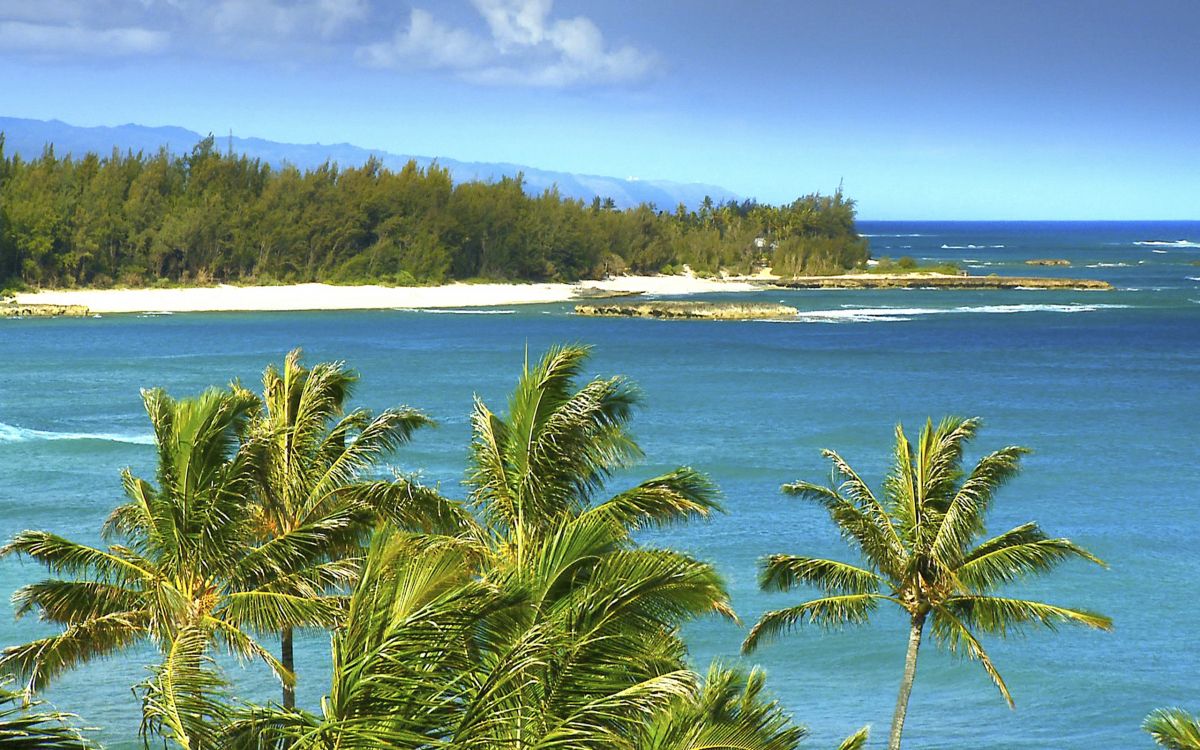 Обои гавайский пляж, Вайкики, пляж, растительность, море в разрешении 2560x1600