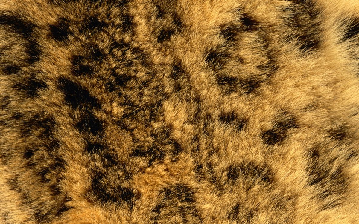 Обои живая природа, Леопард, Ягуар, Гепард, кот в разрешении 2560x1600