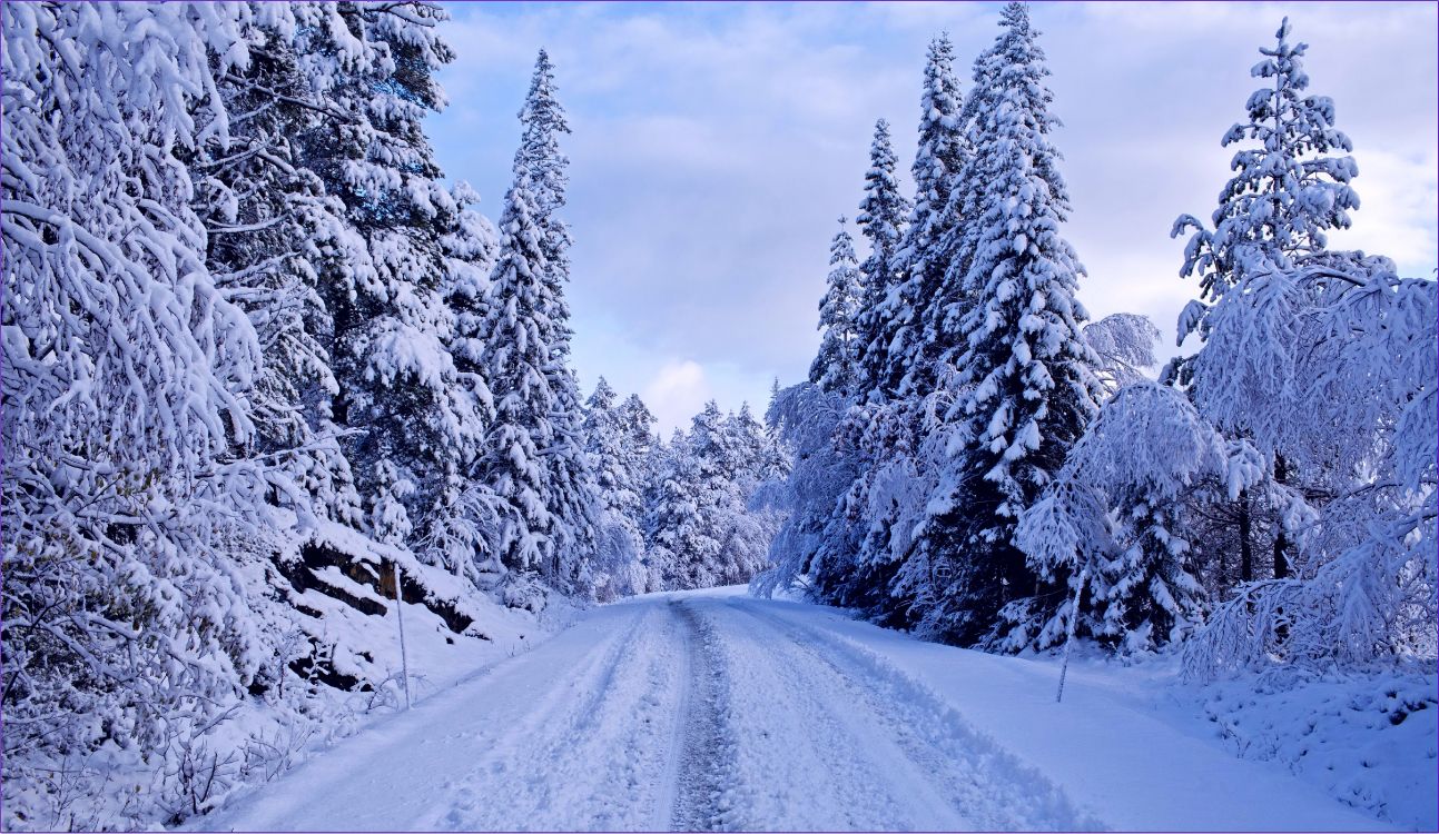 Обои зимняя дорога, снег, зима, дерево, мороз в разрешении 5002x2900