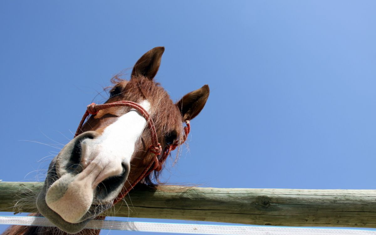 Обои лошадь, морда, конь, грива, вьючное животное в разрешении 2560x1600