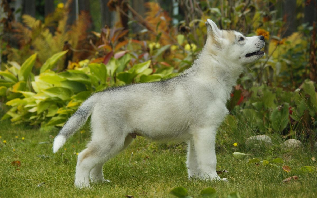 Обои пес, Себирская Хаски, щенок, собака породы, хаски в разрешении 2560x1600