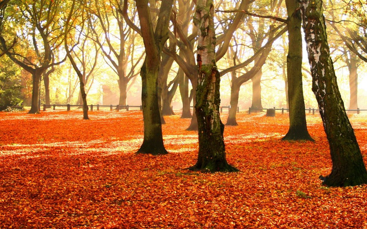 Обои осень, дерево, природа, листопадные, лист в разрешении 2560x1600