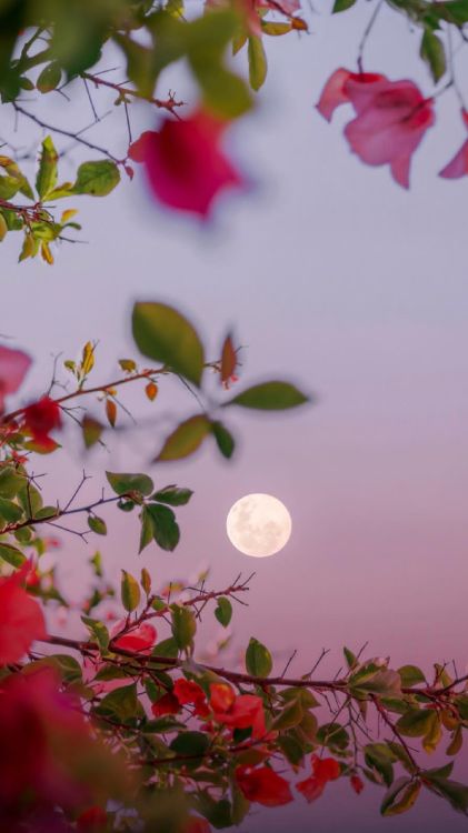 Обои фейсбук, ночь, браузер, блог, вечер в разрешении 1440x2560