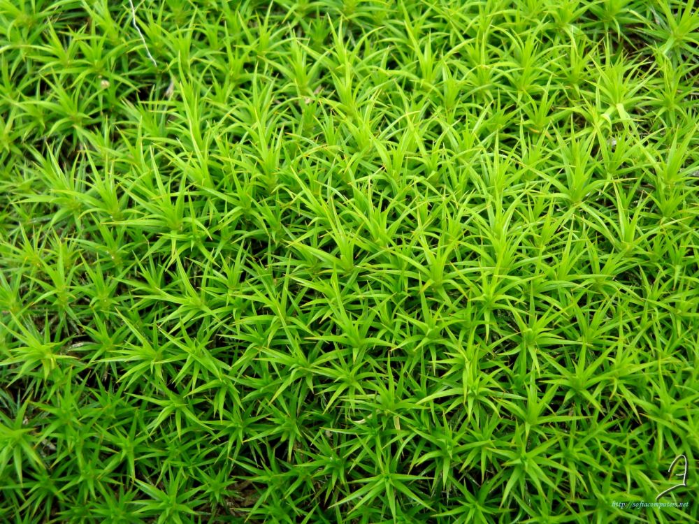 Обои рассада, водное растение, сосудистые растения, растение, почвопокровная в разрешении 2560x1920