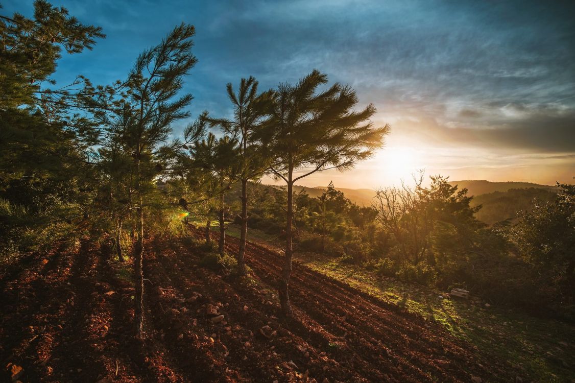 Обои природа, дерево, утро, облако, закат в разрешении 2048x1363