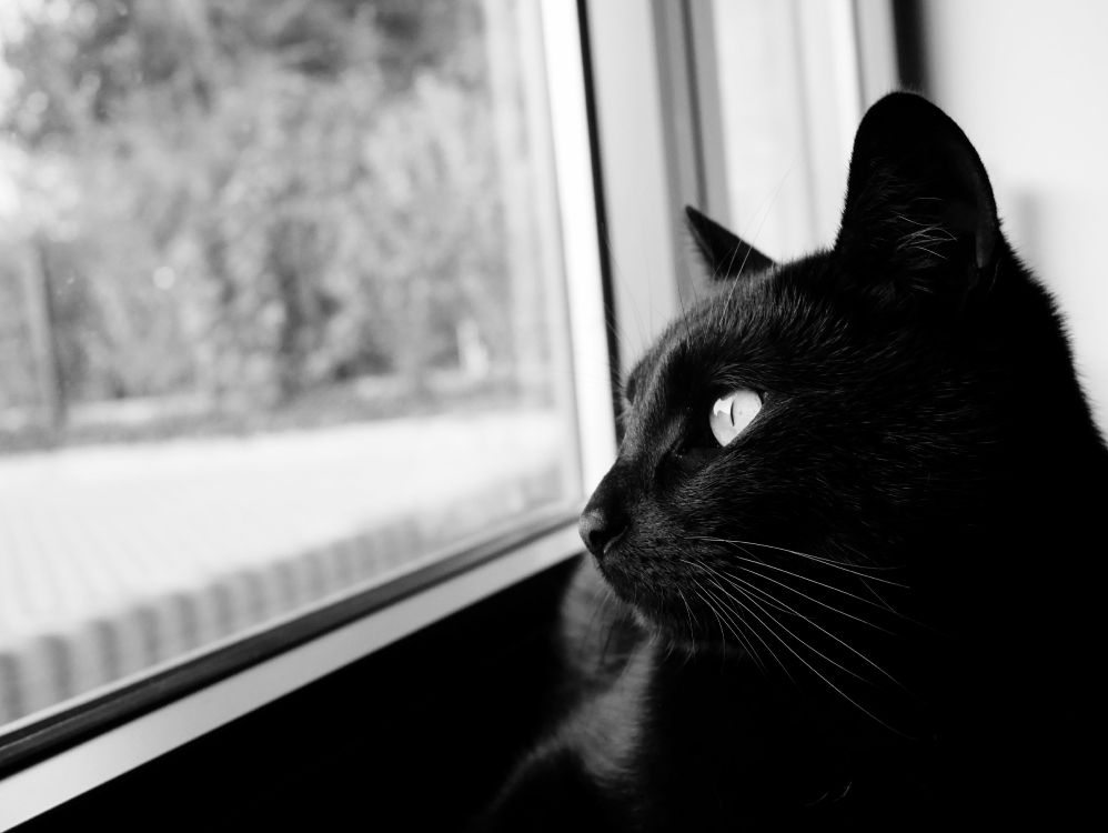 Обои черная кошка, кот, кошачьих, черный, бакенбарды в разрешении 4592x3448