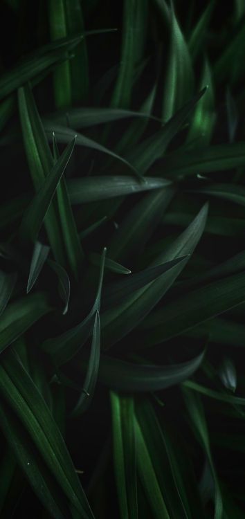 Обои лист, стебель растения, растение, наземное растение, цветок в разрешении 1514x3200