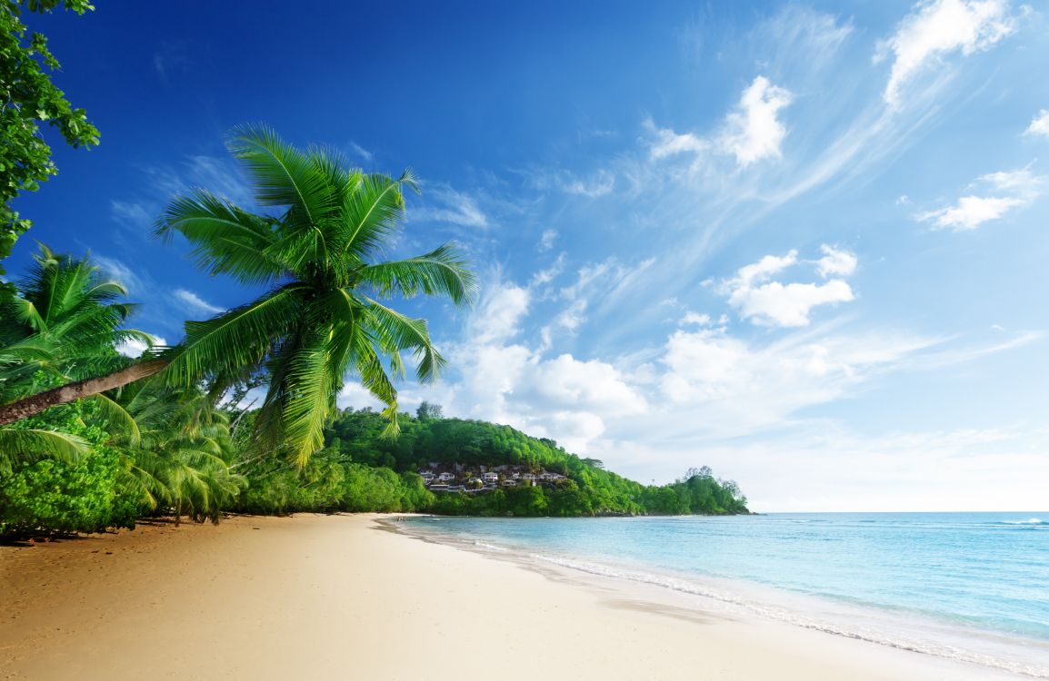 Обои пляж, природа, тропическая зона, растительность, море в разрешении 5296x3439