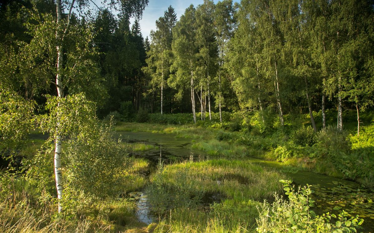 Обои растительность, береза, лес, дерево, тугай в разрешении 2560x1600