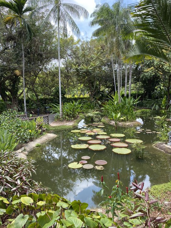 Обои вода, водоем, растительность, растение, водное растение в разрешении 1536x2048