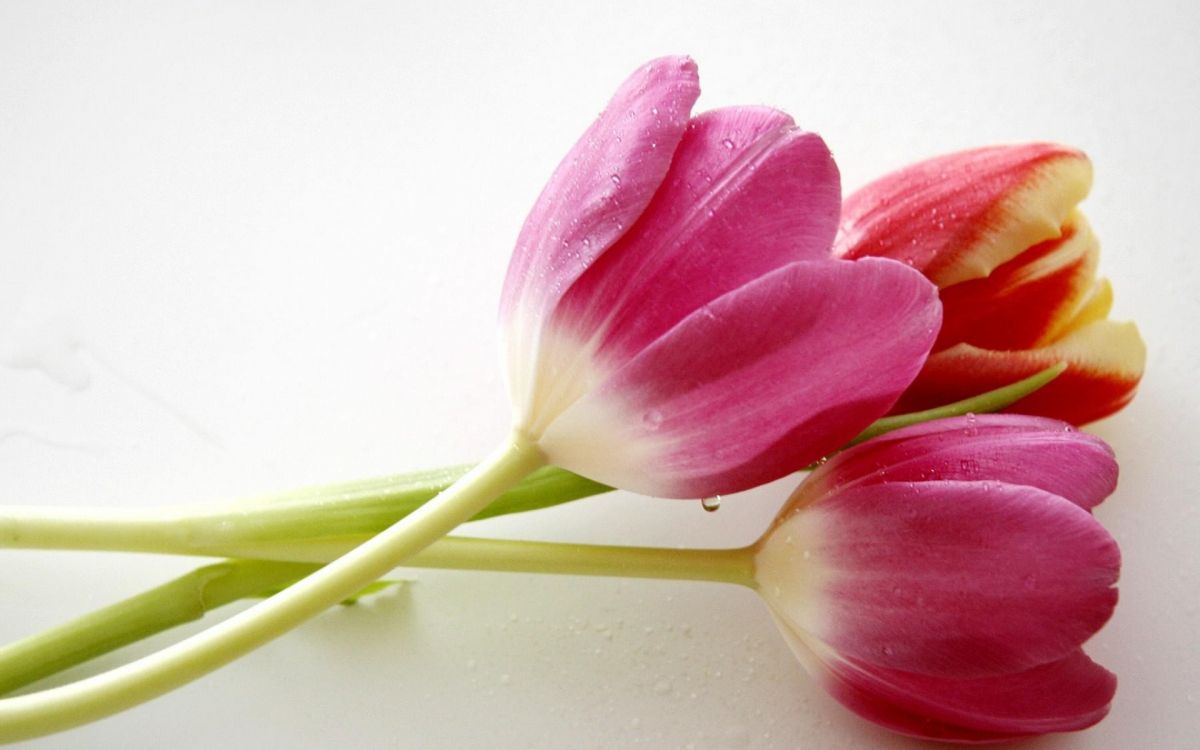 Обои цветковое растение, лепесток, растение, стебель растения, бутон в разрешении 1920x1200