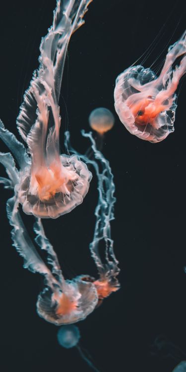 Обои Кубомедузы, голубая медуза, Медуза, Пелагия noctiluca, cnidaria в разрешении 3000x6000