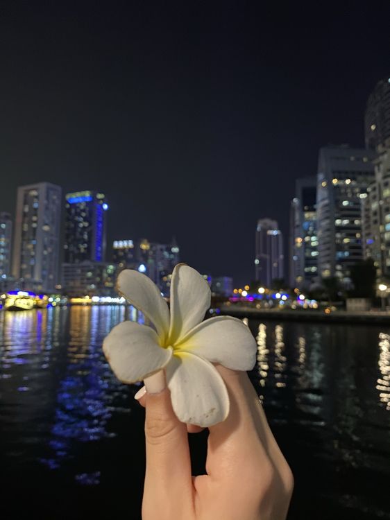 Обои отражение, вода, физика, наука, ночь в разрешении 1536x2048