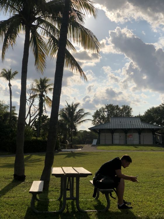 Обои пальмовые рощи, дерево, древесные растения, Пальма, тропическая зона в разрешении 1536x2048