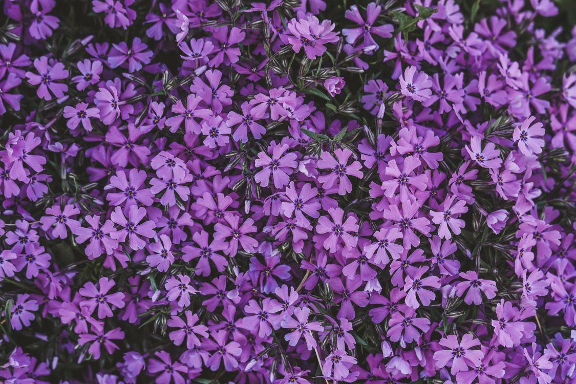 Обои цветок, сирень, соцветие, пурпур, Фиолетовый в разрешении 6000x4000