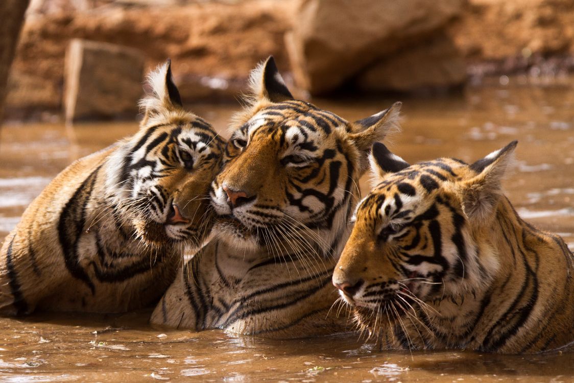 Обои тигр, живая природа, наземные животные, бакенбарды, Афалины в 4D книга в разрешении 4598x3066