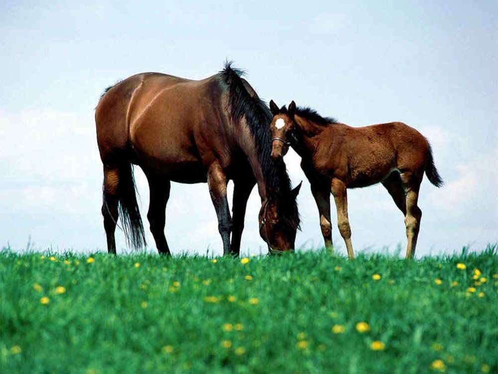 Обои кобыла, конь, выгон, пастбище, сенокосное угодье в разрешении 2000x1500