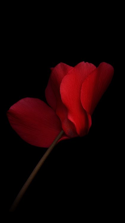 Обои Huawei, Huawei Honor V8, лепесток, смартфон, цветок в разрешении 1080x1920