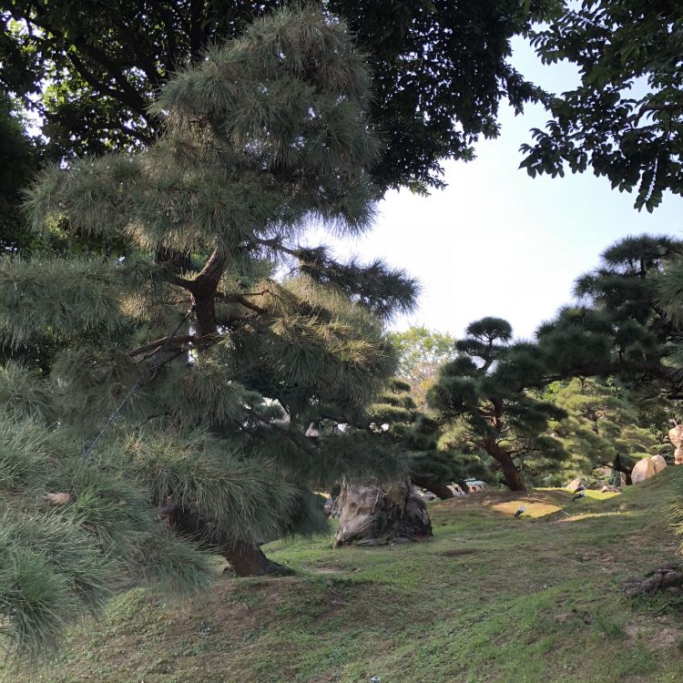 Обои Гонконг, растительность, водоем, природа, древесина в разрешении 1772x1772