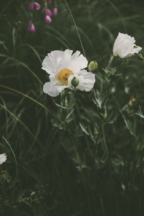 Обои цветок, цветковое растение, белые, лепесток, растение в разрешении 4912x7360