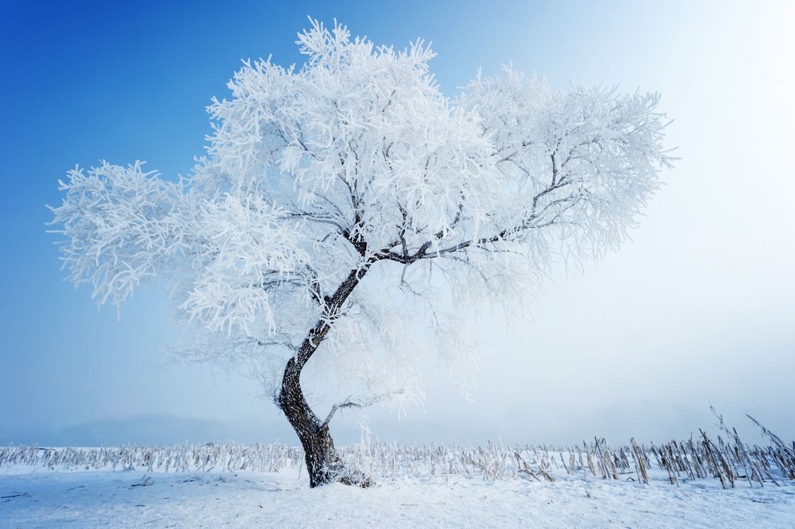 Обои снег, дерево, зима, мороз, замораживание в разрешении 5600x3726