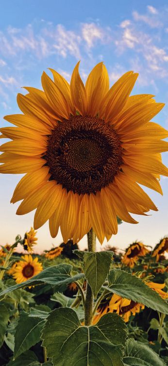 Обои подсолнечник, цветок, растение, облако, лист в разрешении 1080x2340