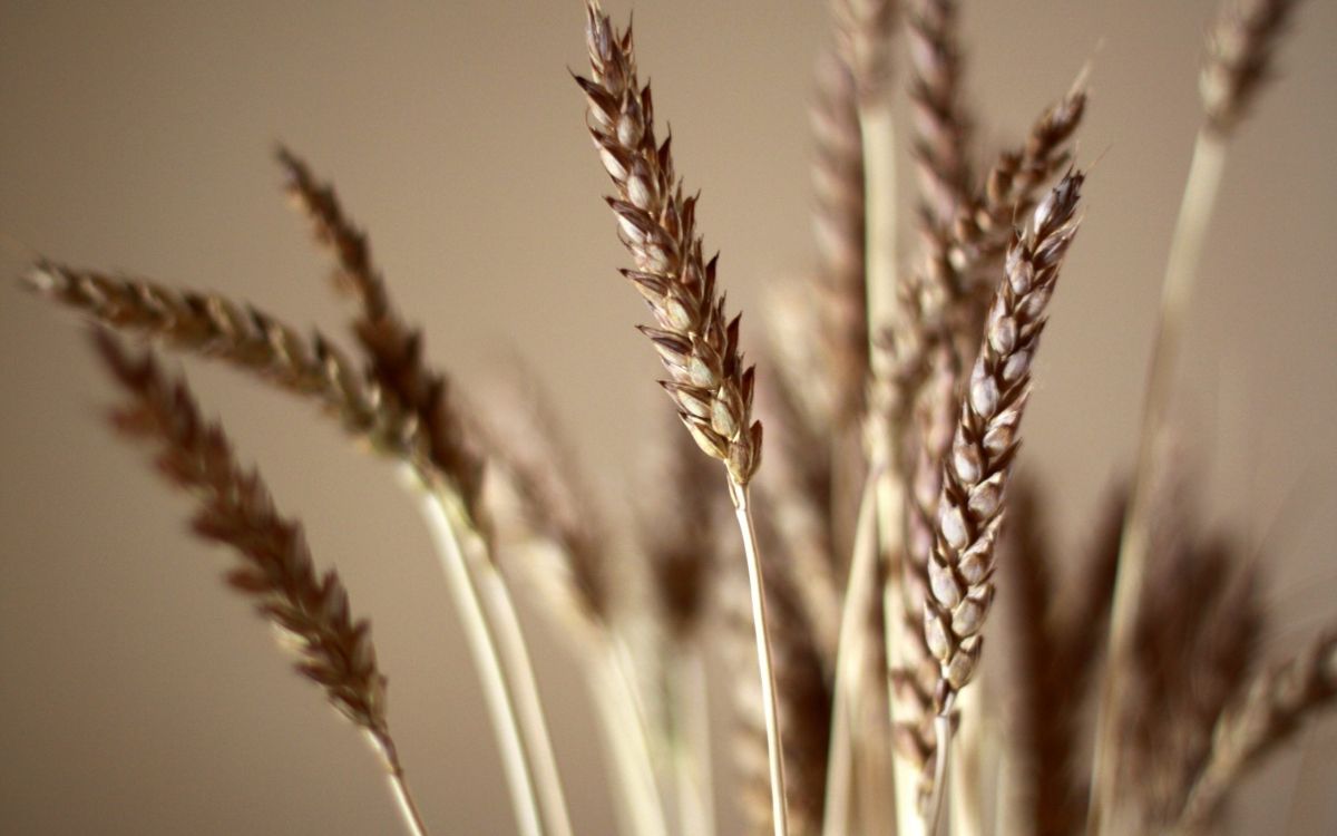 Обои пшеница, хлебный злак, растение, зерно, продовольственное зерно в разрешении 2560x1600