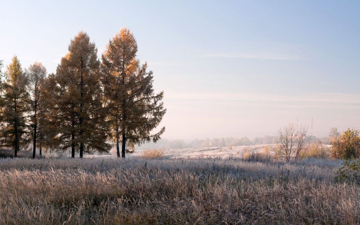 Обои зима, дерево, утро, солнечный свет, замораживание в разрешении 2560x1600