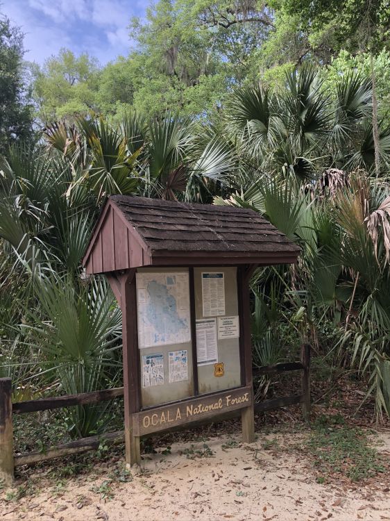 Обои пальмовые рощи, недвижимость, биология, наука, древесные растения в разрешении 1536x2048