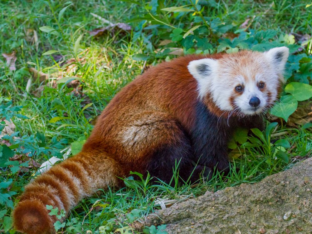 Обои Красная панда, гигантская панда, наземные животные, живая природа, фауна в разрешении 2048x1536