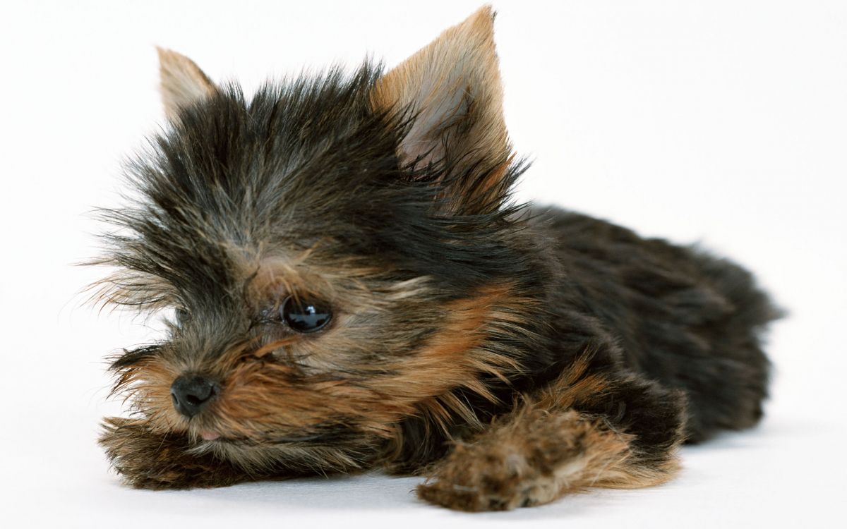 Обои Йоркширский терьер, щенок, терьер, пес, собака породы в разрешении 2560x1600
